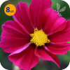 COSMOS BIPINNATUS SONATA CARMINE 8 SZTUK